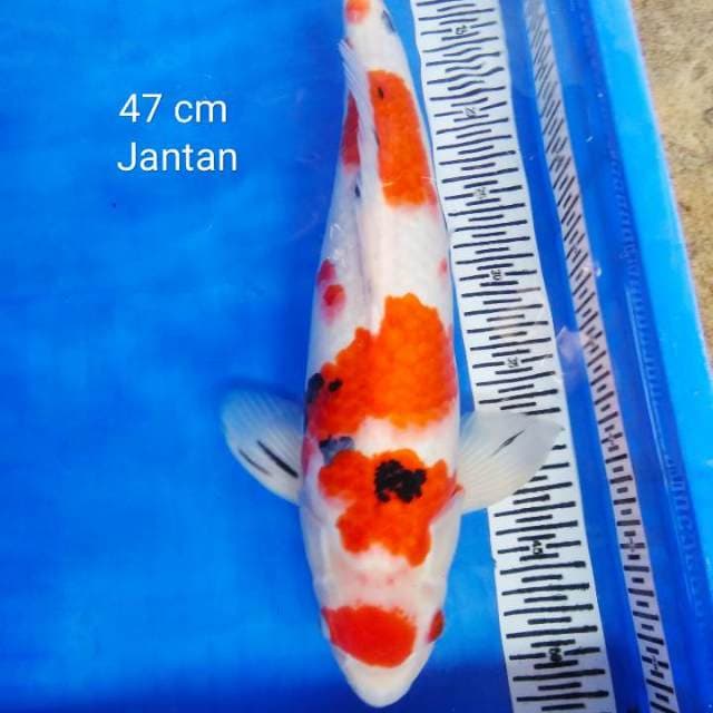 Maruten jantan 47 cm