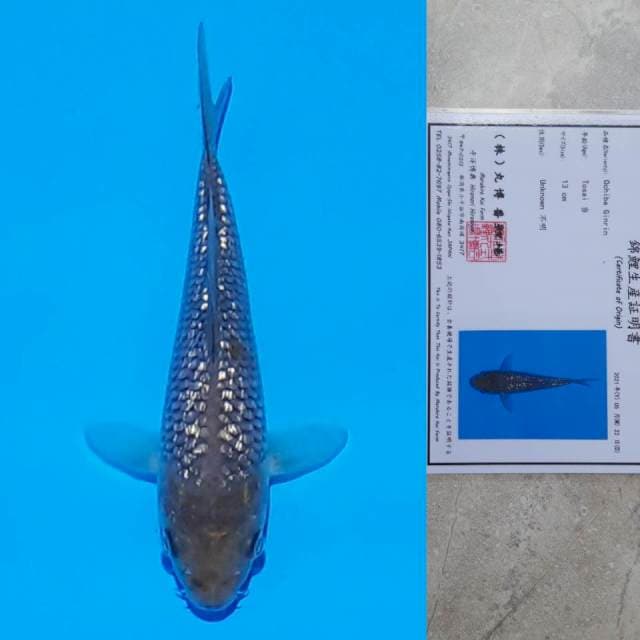 Maruhiro Ochiba Certi