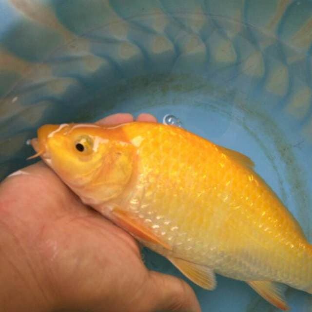 Karashi Ginrin Munuk Onta 30BU