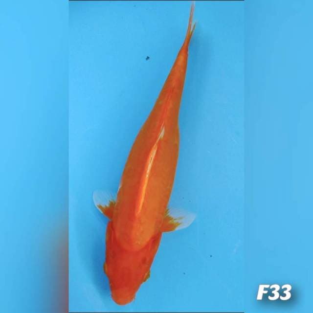 Benigoi doidsu 33cm