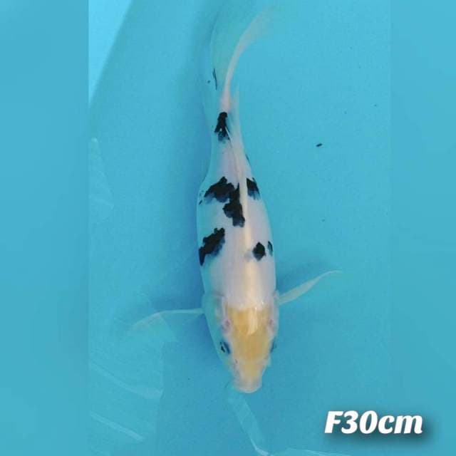 Kumpay Beko 30cm