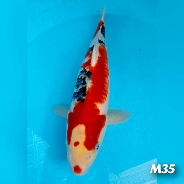 Sanke M 35cm