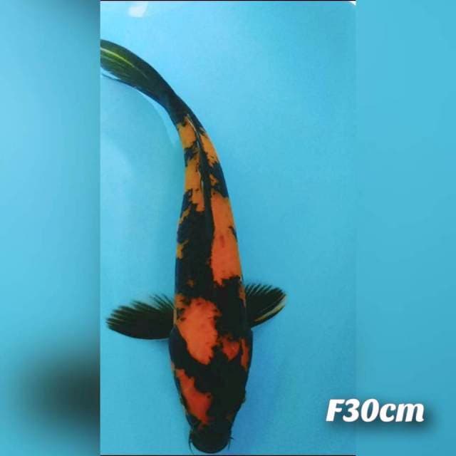 Utsuri 30cm 