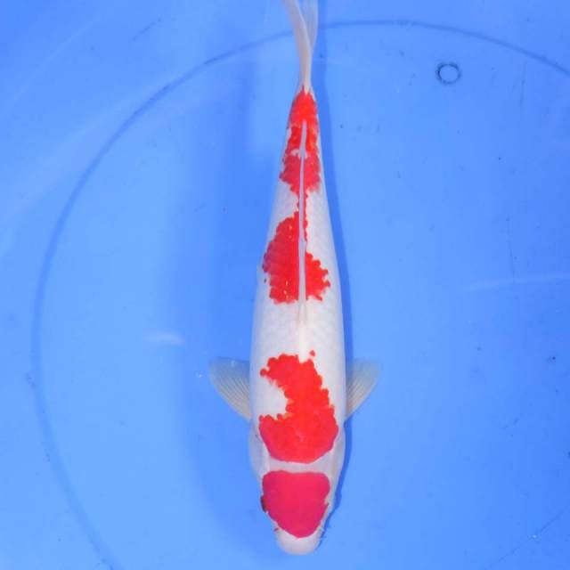33CM YONDA KOHAKU