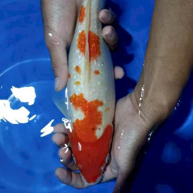 kohaku ginrin hamil tua