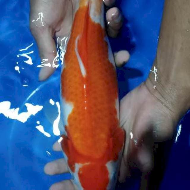 maruten kohaku gendong telur