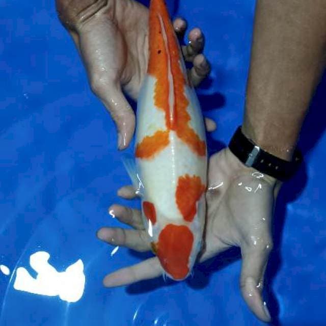maruten kohaku gendong telur