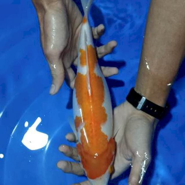 kohaku hamil