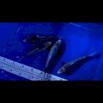 Asagi F1