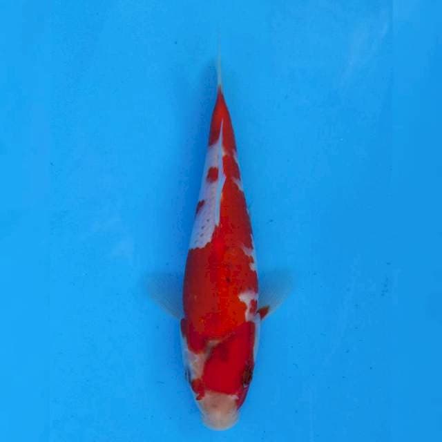 Okawa Goshiki