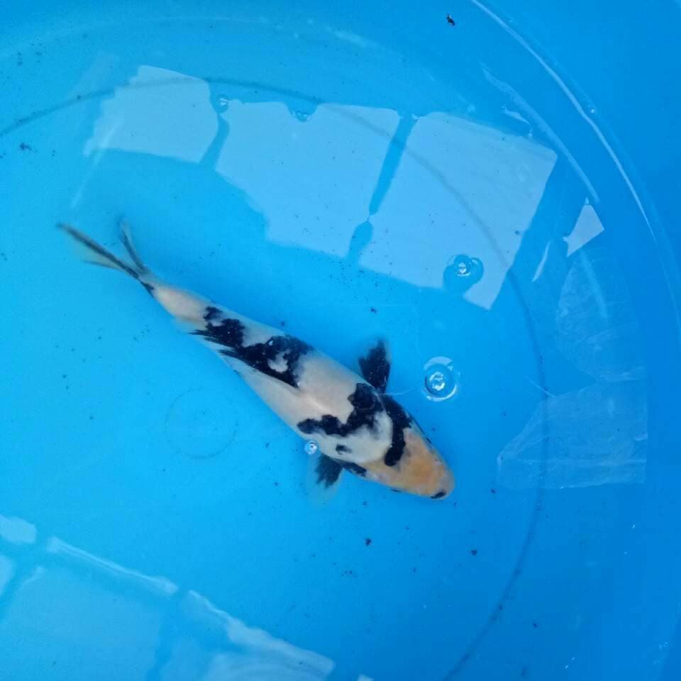 Ahiro 22 cm