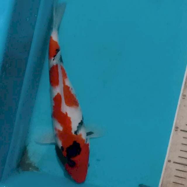 Showa