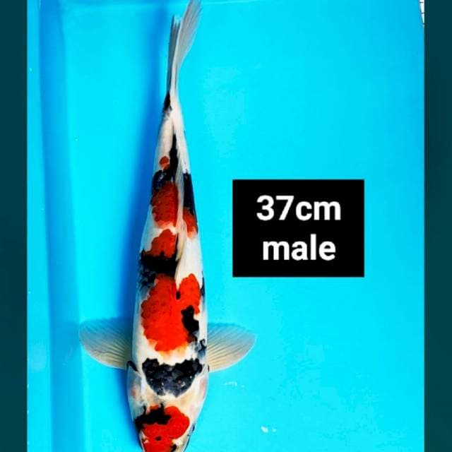 Maruten showa strong 37cm male