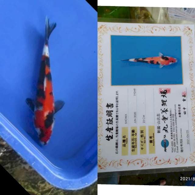 Showa Marujyu