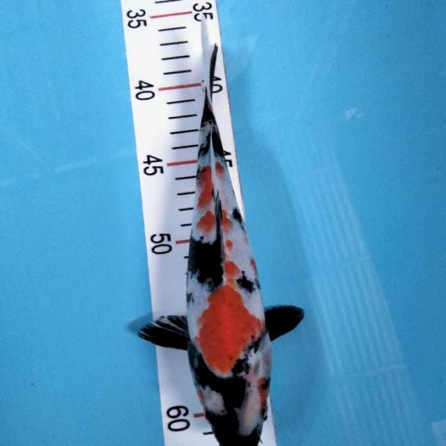 Showa 25 cm