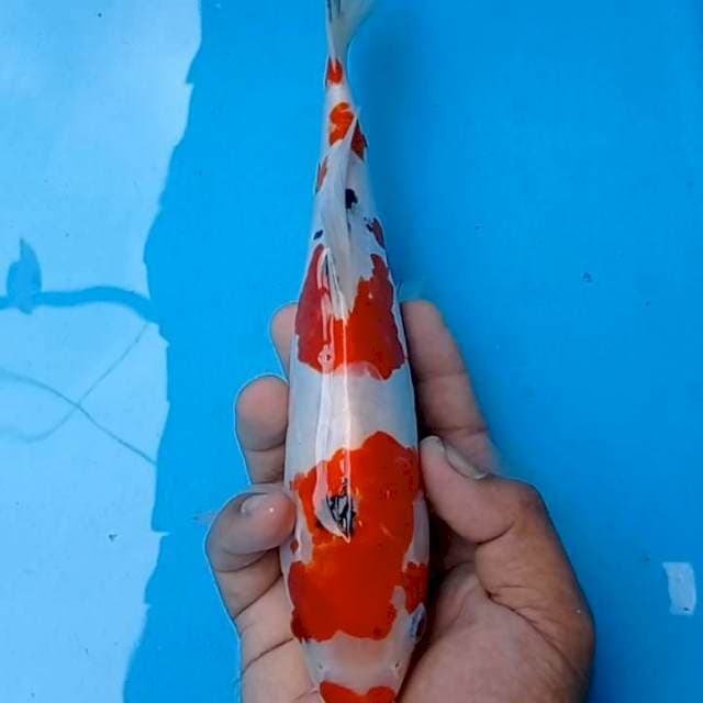Sanke Doit aragoke 27cm