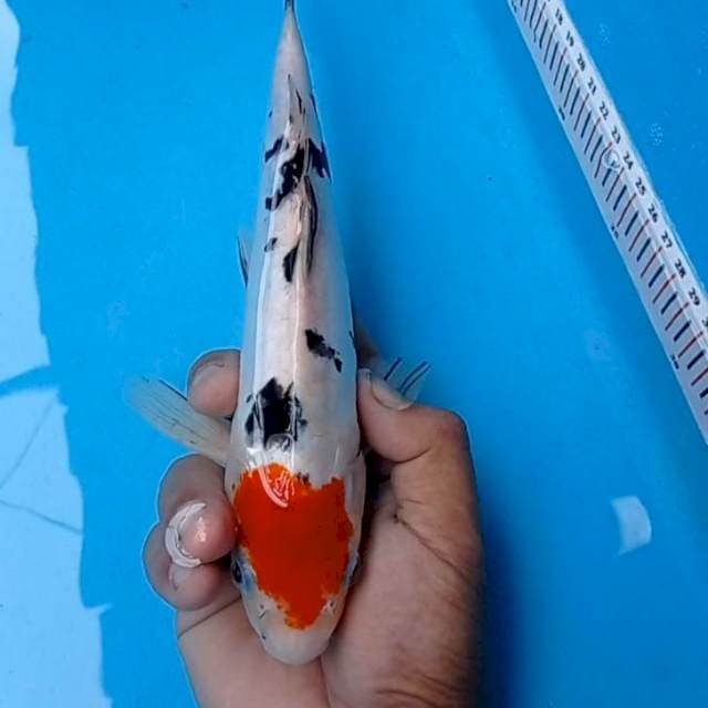 Tanco sanke 27cm