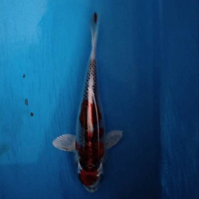 Kujaku merah
