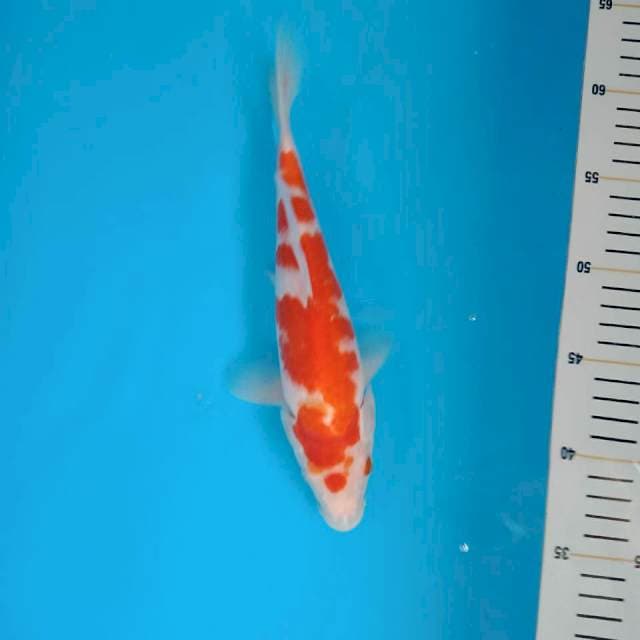 Kohaku 26cm