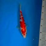 Kohaku 26cm