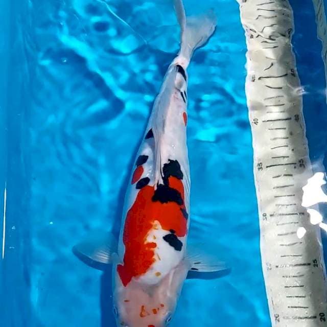SANKE DOITSU BULKY 36 CM