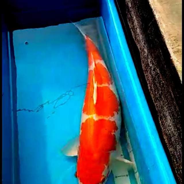 Moggu 56cm si monster kolam