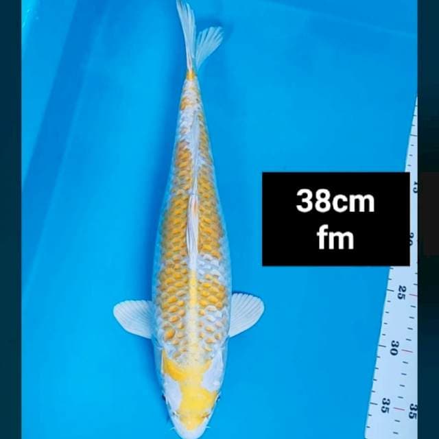 HARIWAKE HQ 38 cm 
