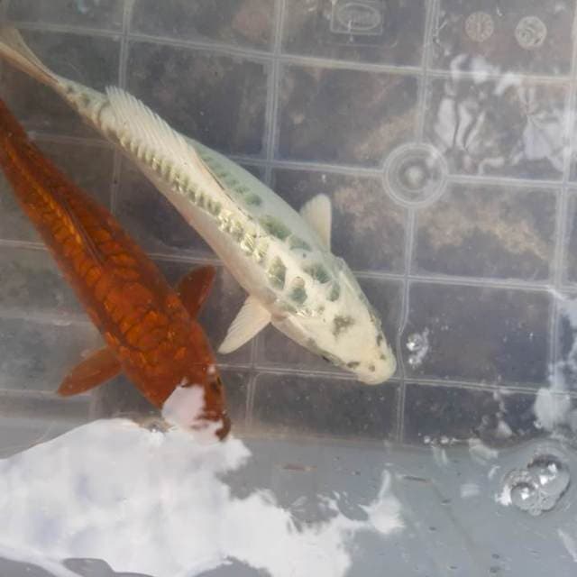 Caghoi tembaga aragoke dan gin matsuba aragoke