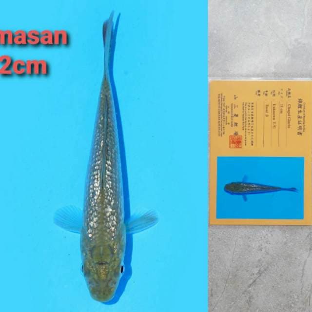Yamasan Chagoi Certi