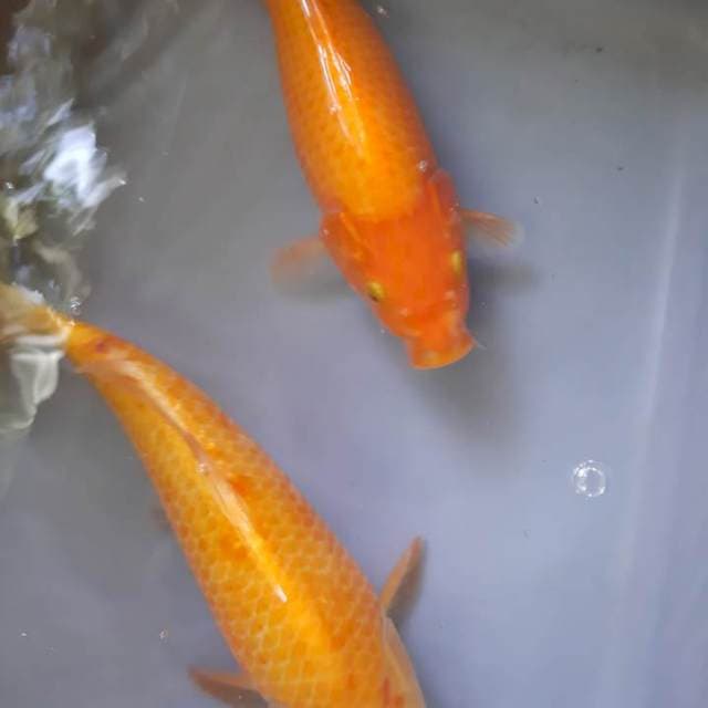 Karasi merah n karasi jagung