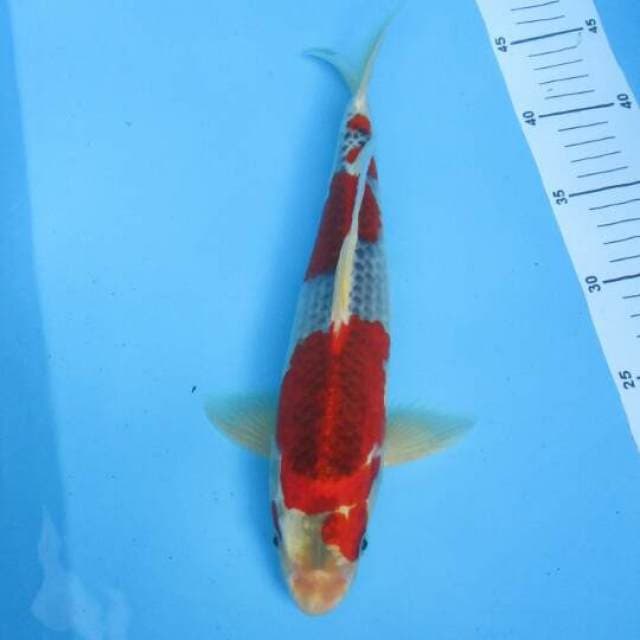 ORIGINAL GOSIKI MERAH TIMBUL