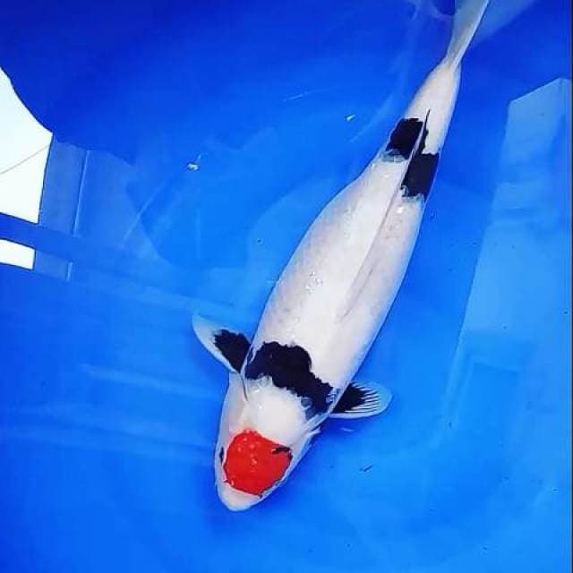 Tancho showa jumbo 45 cm