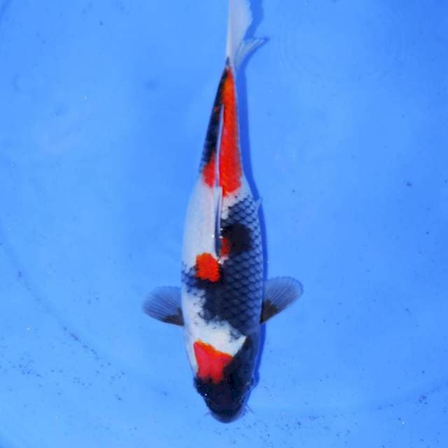 25CM MARUTEN SHOWA