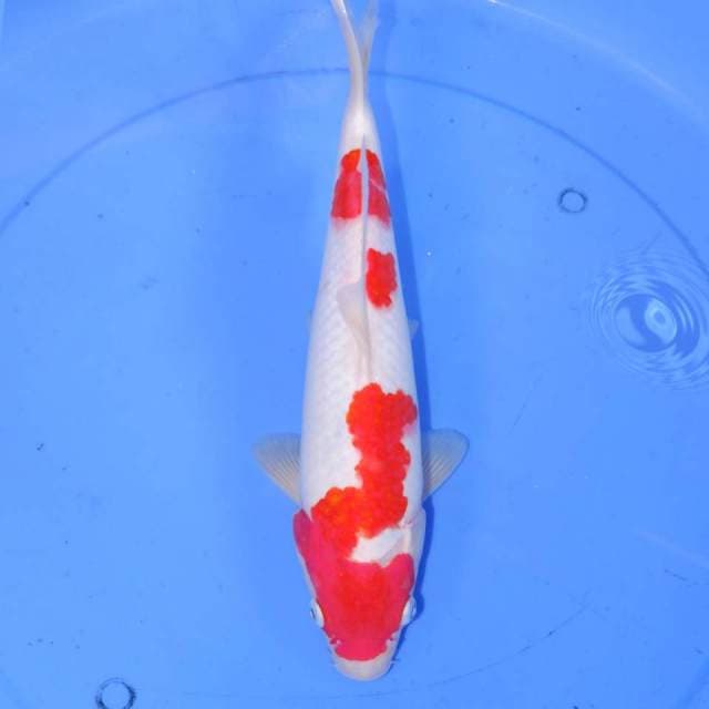 33cm 3STEP KOHAKU BAGUS