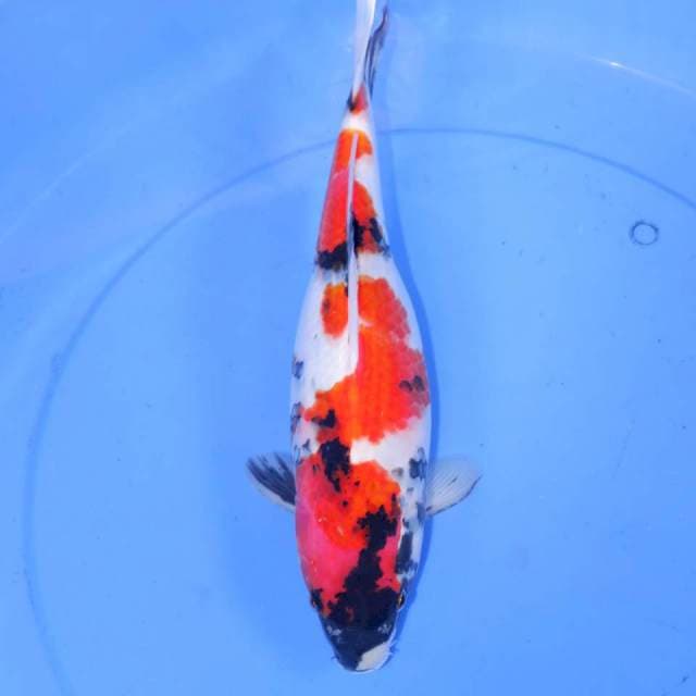 33cm KINDAI SHOWA JOSS