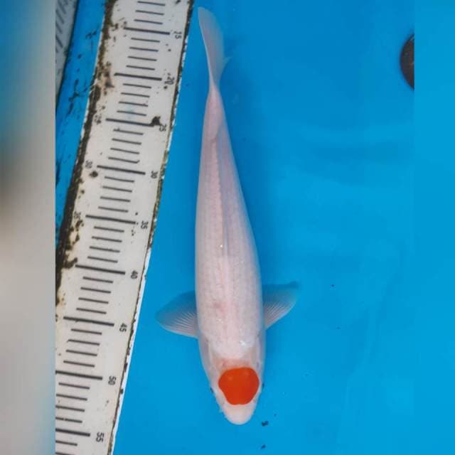 TANCHO 37CM