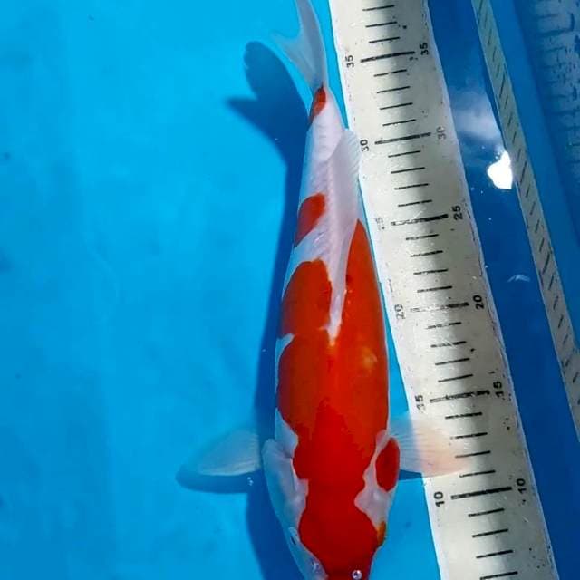KOHAKU DOITSU 34 CM
