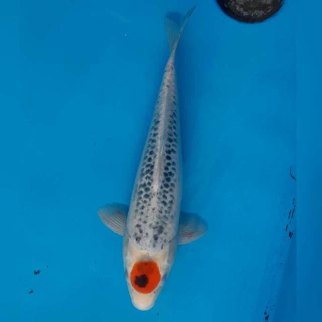 TANCHO GOSHIKI MALE 31CM
