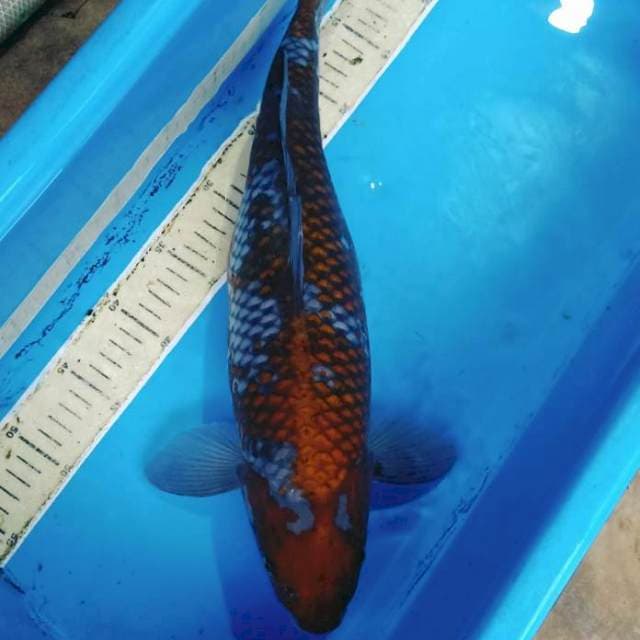 Ochiba shigure jozz 50bu