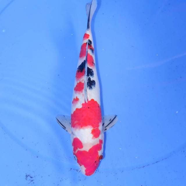 30cm SANKE