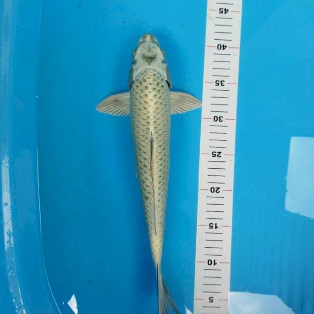 Mukashi 37cm