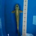 Mukashi 37cm