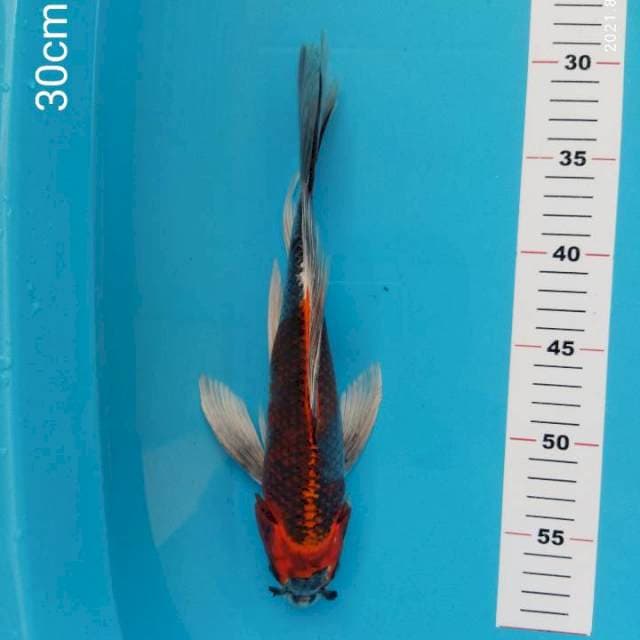 Slayer kojaku 30cm