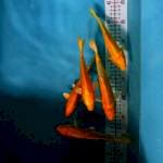 Paket 5 Ekor Yamabuki Akf 18-20cm