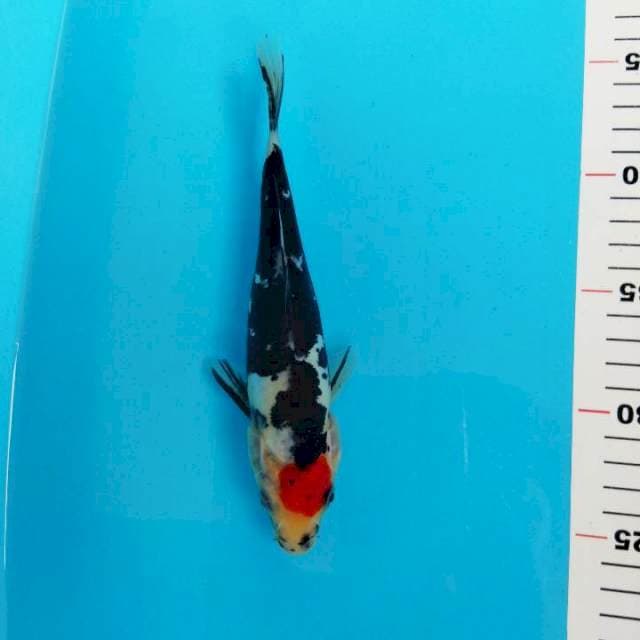 Tancho showa 22cm