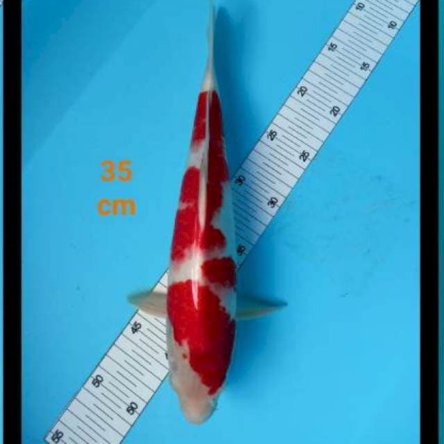 ~ KOHAKU PUTIH 35cm ~