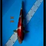~ KOHAKU PUTIH 35cm ~