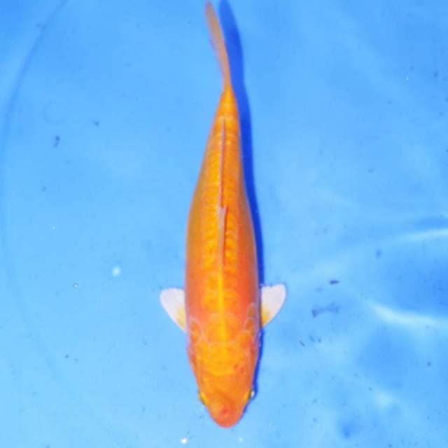 KARAShI DOITSU