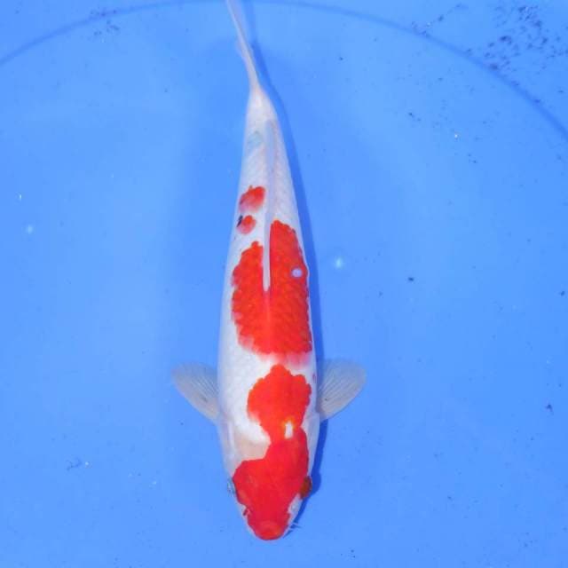 KOHAKU