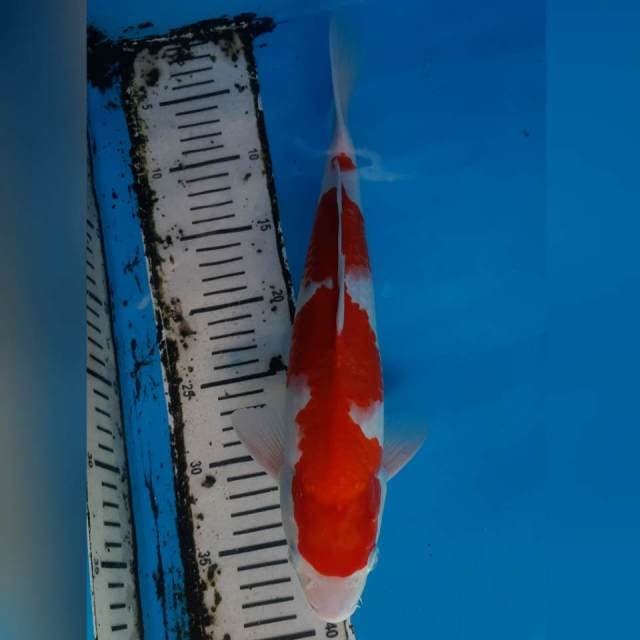 KOHAKU 37CM